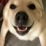 大狗大狗叫叫叫
