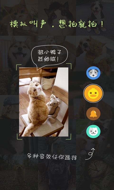 萌宠相机截图1